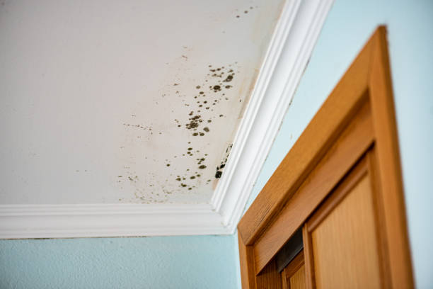 Office Mold Removal Services in Wolf Creek, UT